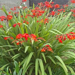 Crocosmia Hellfire ( Red ) x 5 bulbs