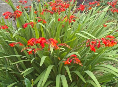 Crocosmia Hellfire ( Red ) x 5 bulbs