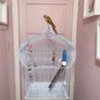 Bird Cage Image 2