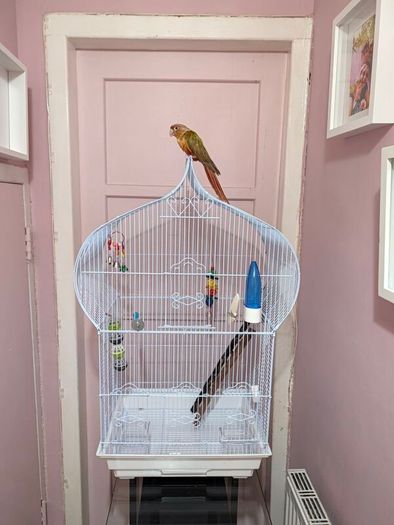 Bird Cage