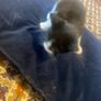 kittens for adoption Image 3
