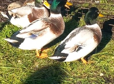 Silver bantam drake's