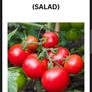 Tomato's, Chilli's, French beans Image 10