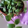 Tradescantia Callisia mini ''Pink Panther and Turtle Vine''  Very cute miniature Tradescantia Image 6