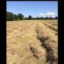 Small square bales of hay Image 7