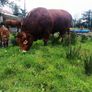 Beef bull Image 8
