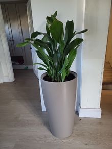 Aspidistra Elatior planter