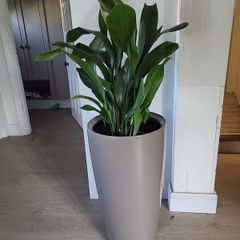 Aspidistra Elatior planter