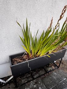 Raised Planter