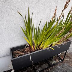 Raised Planter