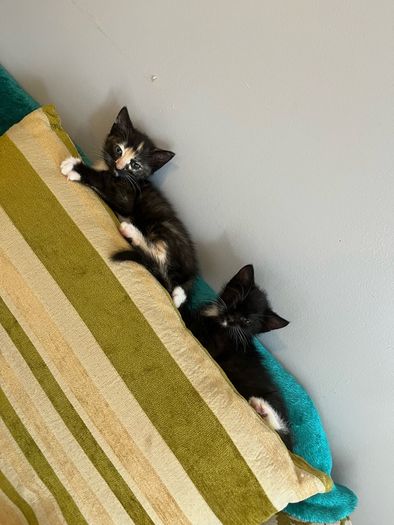 kittens