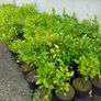 3ft Plants for Hedging Image 4