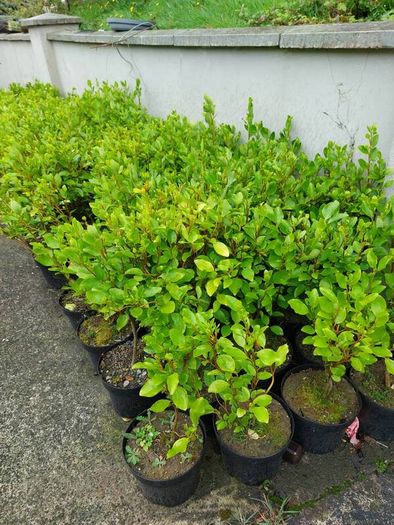 3ft Plants for Hedging