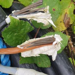 Armoured cable