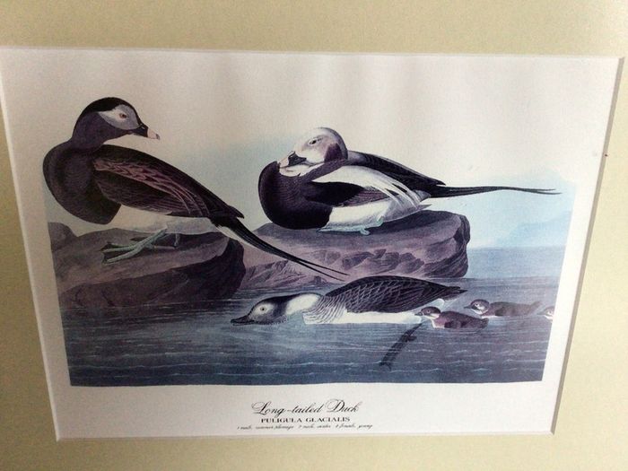 4 large wildfowl prints Framed