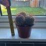 Mammillaria Cactus Red Hooked Spines Image 6
