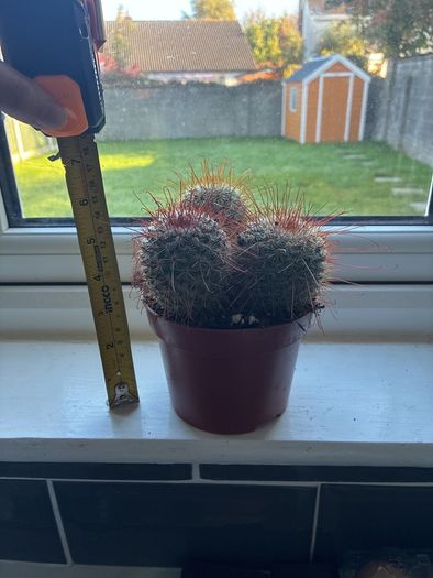 Mammillaria Cactus Red Hooked Spines