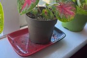 Caladium (rosebud) plant