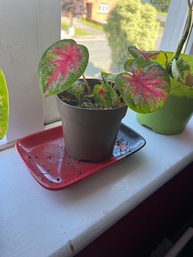 Caladium (rosebud) plant