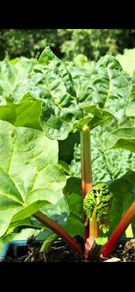 plants