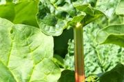 plants