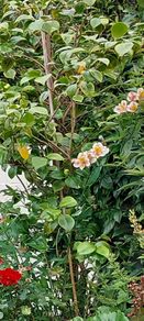 Plants FREE , Peruvian lilies .etc