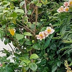 Plants FREE , Peruvian lilies .etc