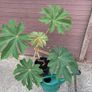 Tetrapanax papyrifer (Rice Paper Plant) Image 4