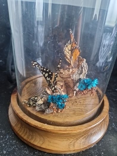 cloche display butterflies
