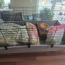 Rabbit / Guinea Pig Cage Image 3