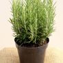 plants Image 5