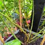 garden plants Image 5