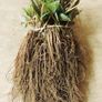 Bare Root Strawberry plants Image 2