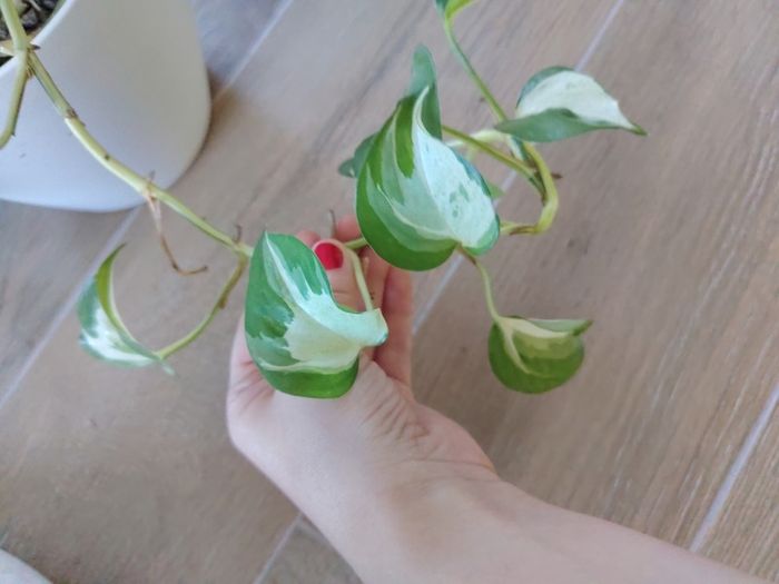 Manjula Pothos (Epipremnum aureum 'Manjula')