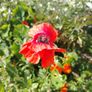 Red Poppy Seeds Image 3