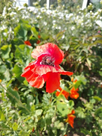 Red Poppy Seeds