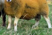 North country Cheviot rams