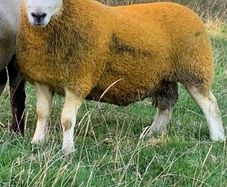 North country Cheviot rams