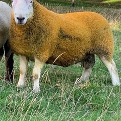 North country Cheviot rams