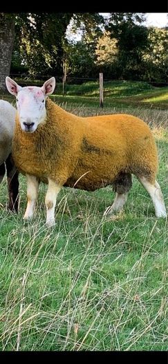 North country Cheviot rams