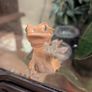 crested gecko Image 2