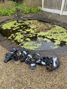 Plants (Pond Lillies)