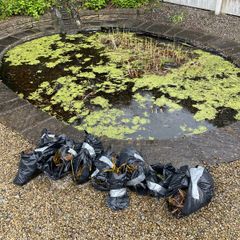 Plants (Pond Lillies)