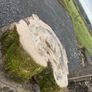 Beach tree slabs 250 years old Image 3