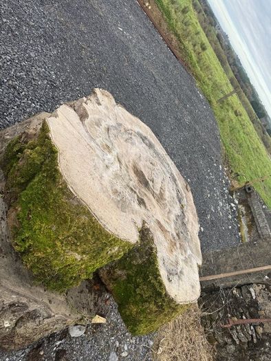 Beach tree slabs 250 years old