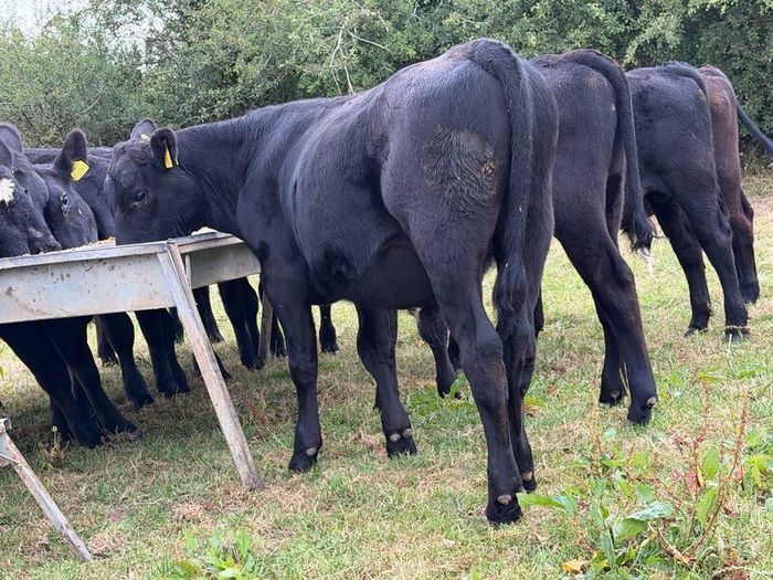 20 Aberdeen Angus Bull Weanlings