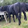 20 Aberdeen Angus Bull Weanlings Image 7