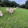 Texel ram lambs Image 9