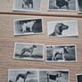 vintage cigarette cards from the "Champion Dogs" Image 4