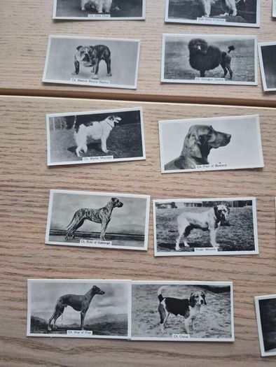 vintage cigarette cards from the "Champion Dogs"